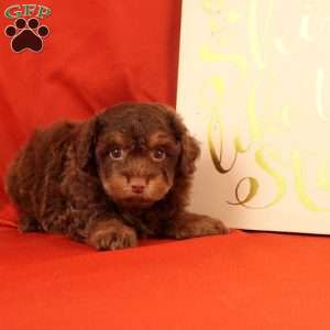 Fiona, Morkie-Poo Puppy